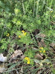 Chamaecytisus supinus, photograph Zoltán Nagy, CC BY, iNaturalist via GBIF