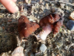 Gyromitra esculenta