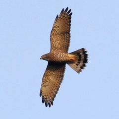 Grey-Faced Buzzard photo 2