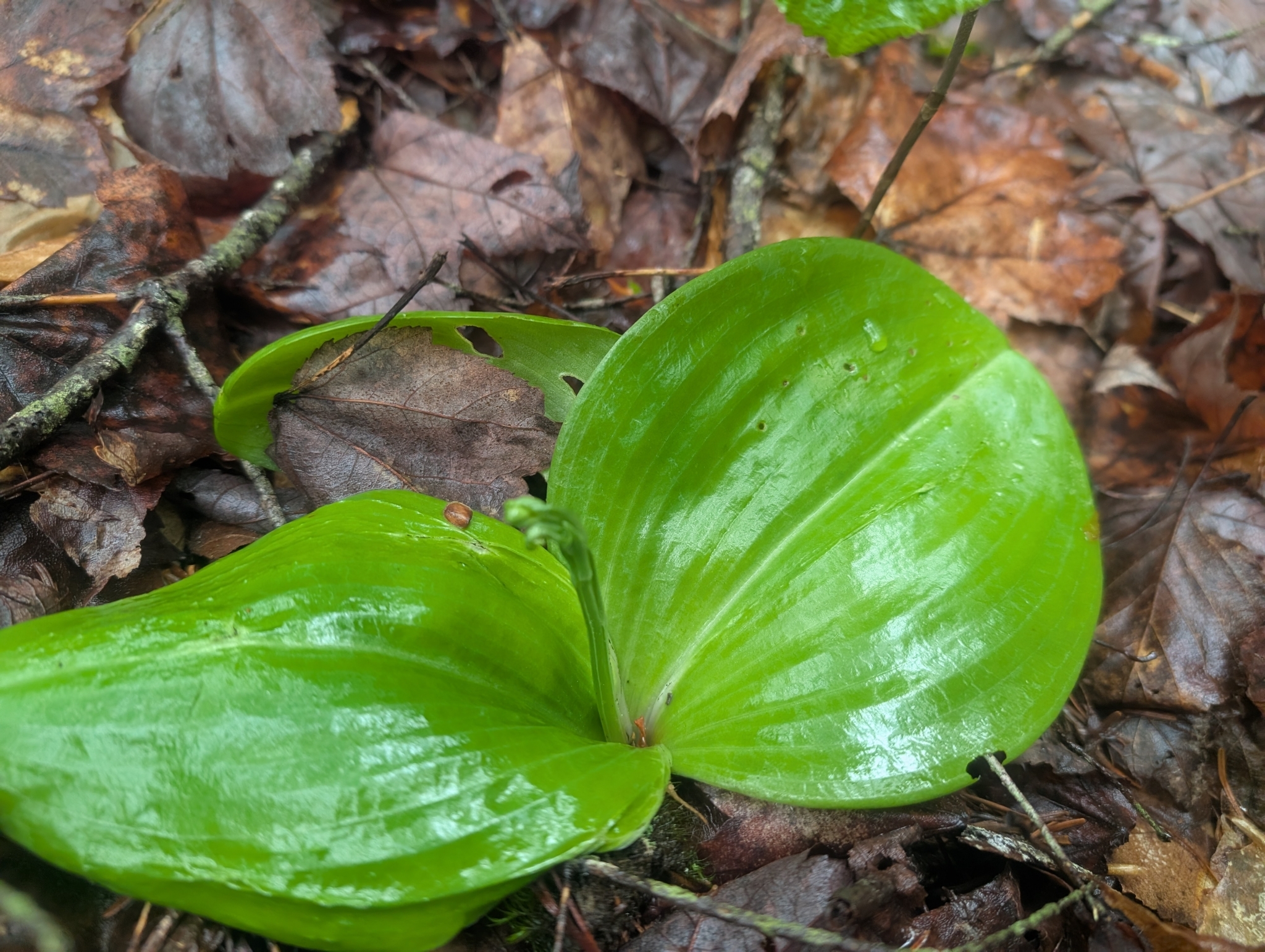 Imagem de Platanthera orbiculata não possui um nome popular amplamente reconhecido no Brasil