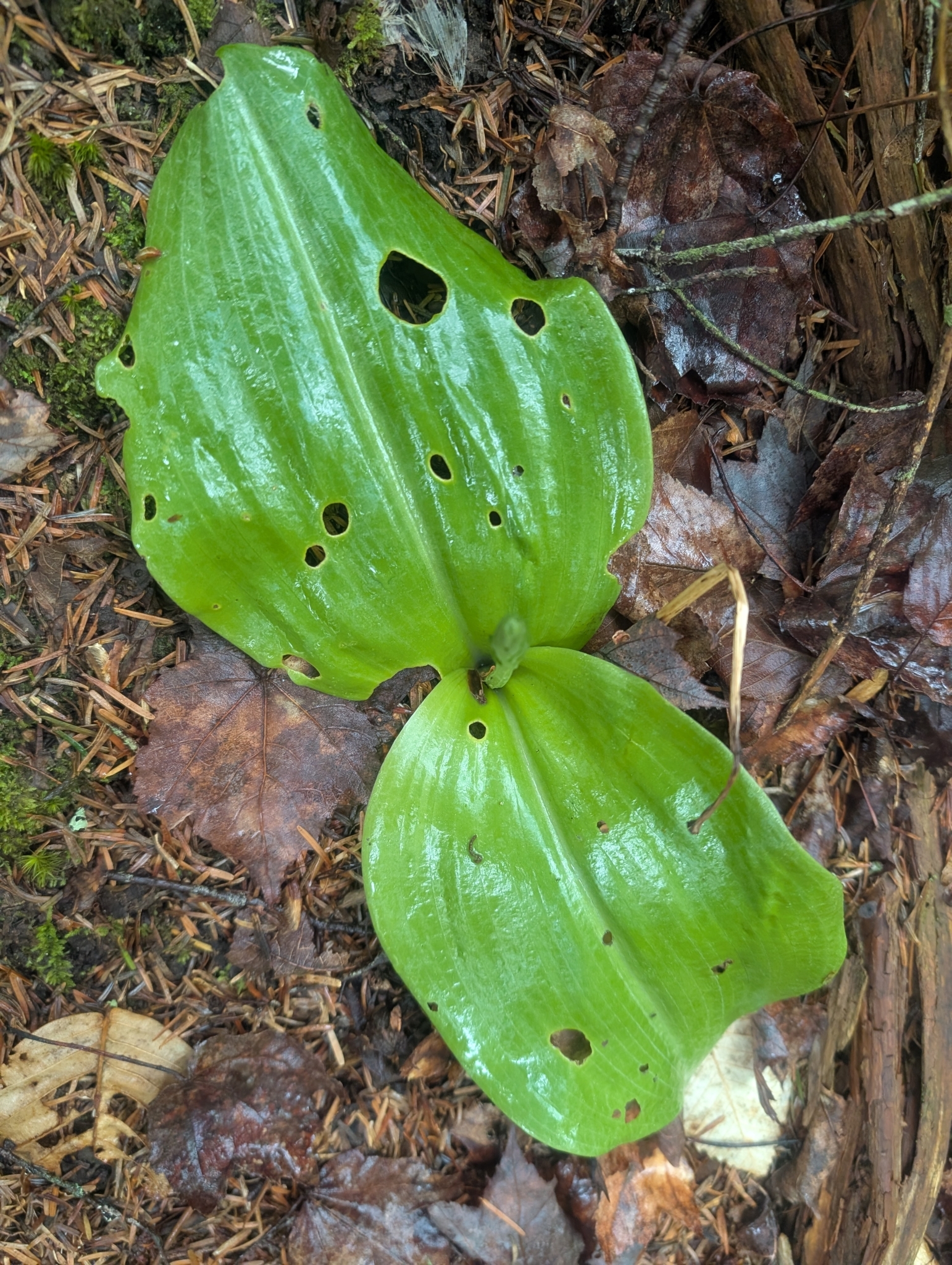 Imagem de Platanthera orbiculata não possui um nome popular amplamente reconhecido no Brasil