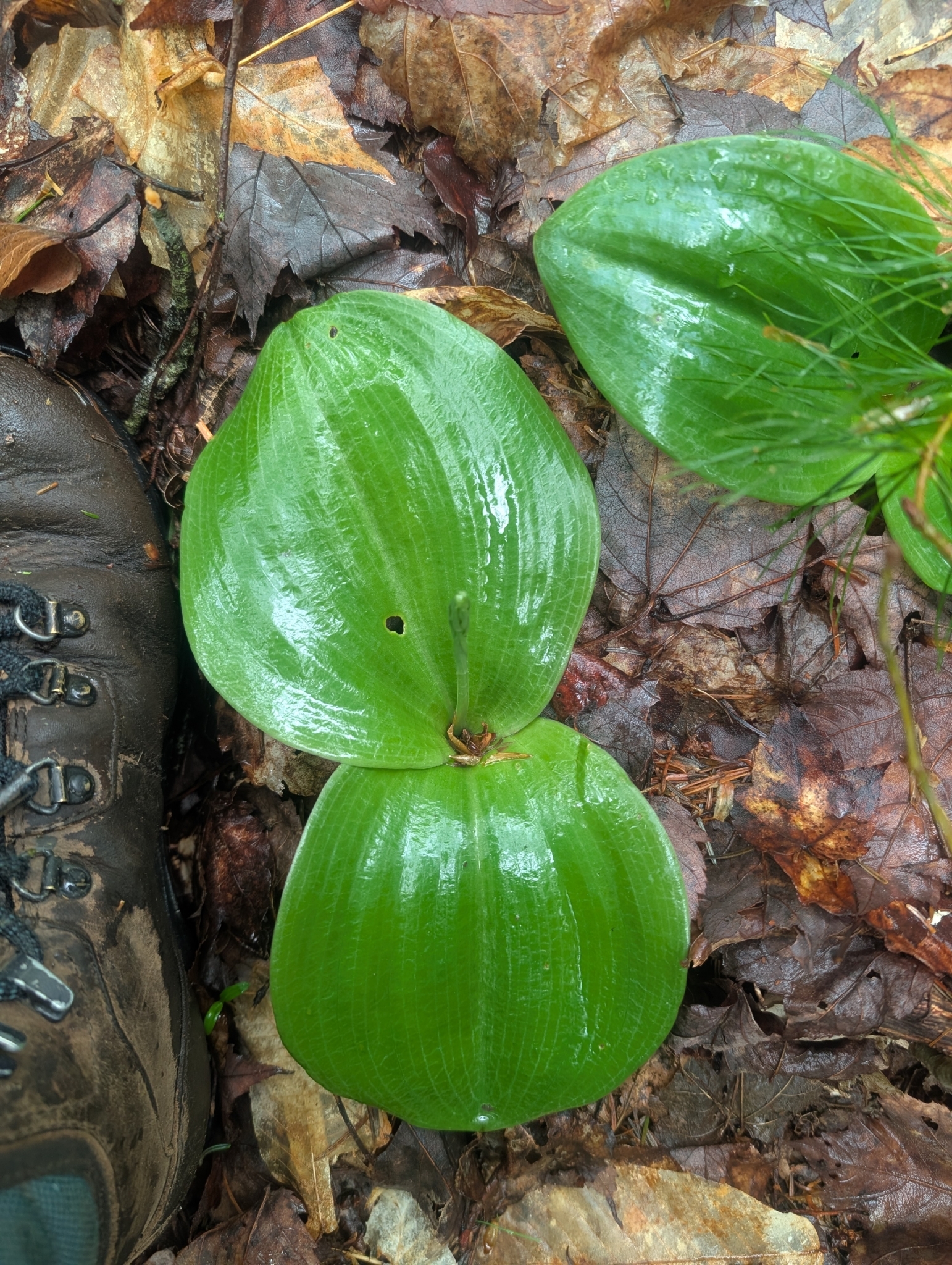 Imagem de Platanthera orbiculata não possui um nome popular amplamente reconhecido no Brasil