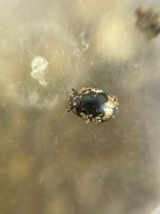 Water scavenger beetle