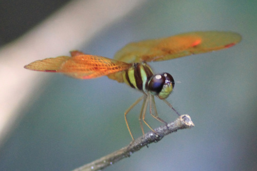 Fine-banded Amberwing
