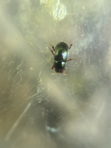 Beaulieu Dung Beetle photo 3