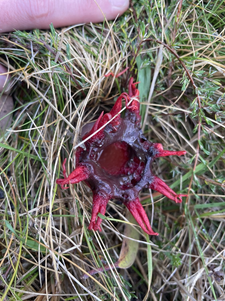 Aseroe rubra · May 2025 · photo: © rosawoodsii (iNaturalist, cc-by)