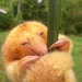 Northern Silky Anteater - Photo (c) Omark Pige, some rights reserved (CC BY-NC), uploaded by Omark Pige