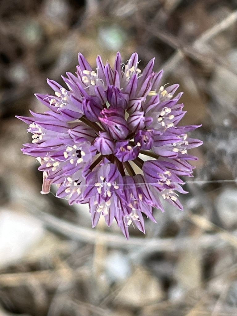 Allium porrum