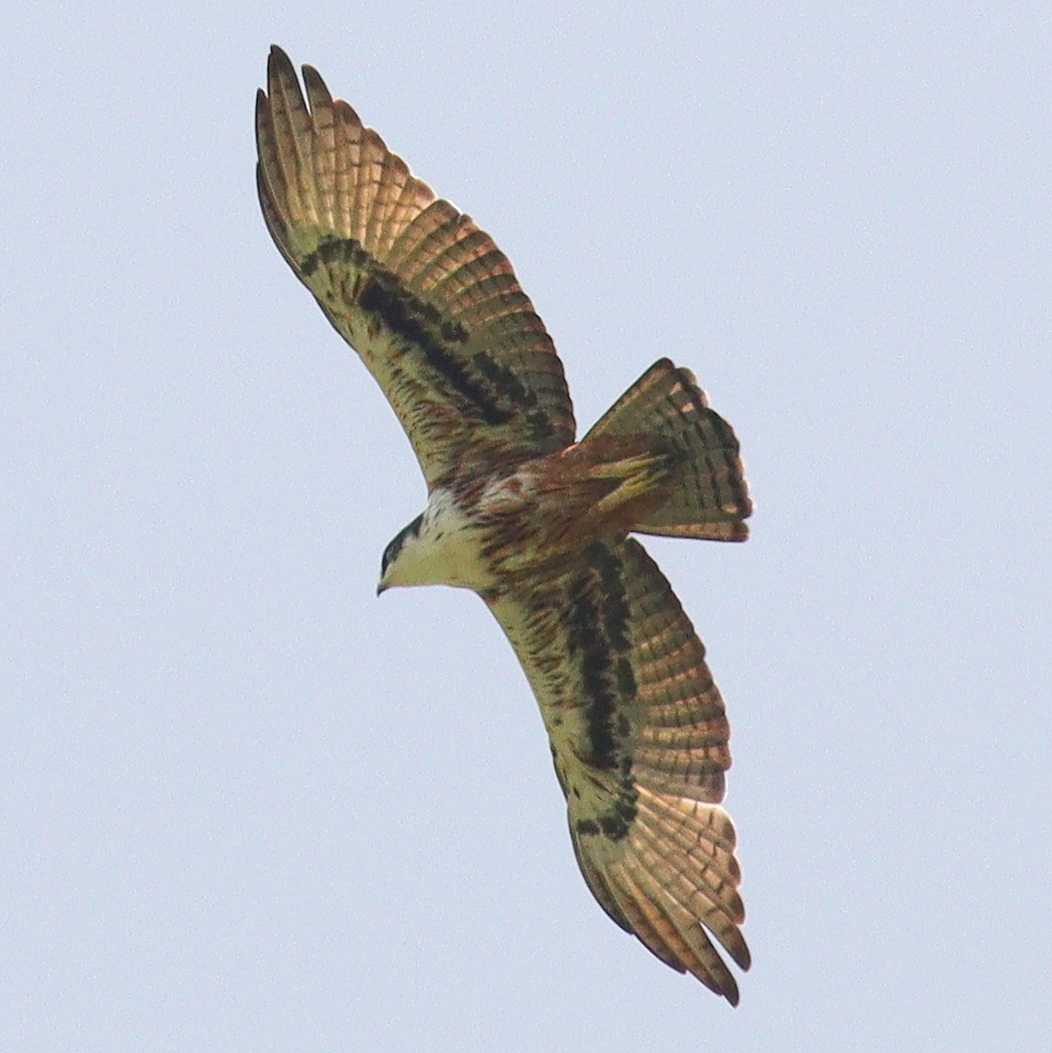 Rufous-bellied Eagle (Lophotriorchis kienerii)