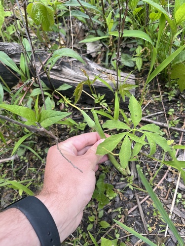 Arisaema dracontium