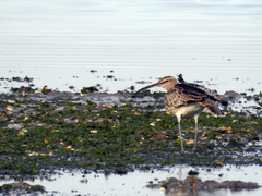 Numenius phaeopus