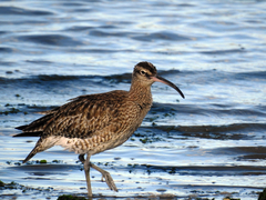 Numenius phaeopus