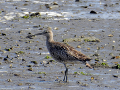 Numenius phaeopus
