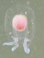 Euphysa