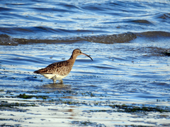 Numenius phaeopus