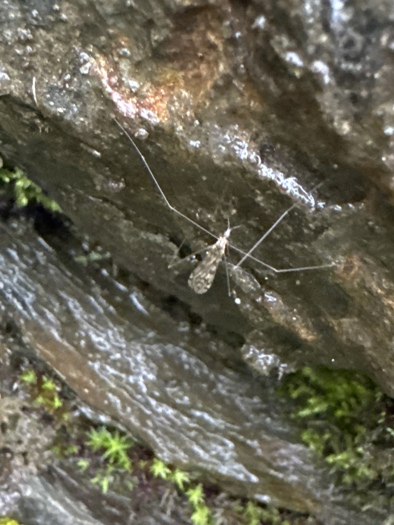 Dactylolabis montana
