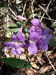 Bignonia noterophila