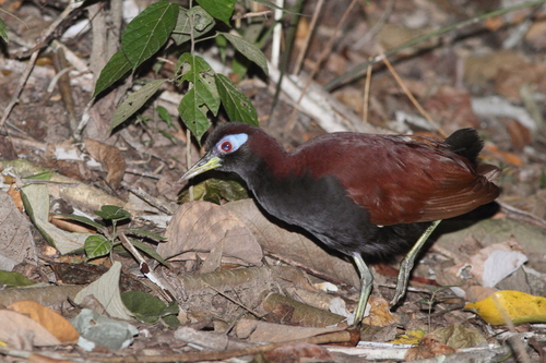 Blue-faced Rail (Gymnocrex rosenbergii)