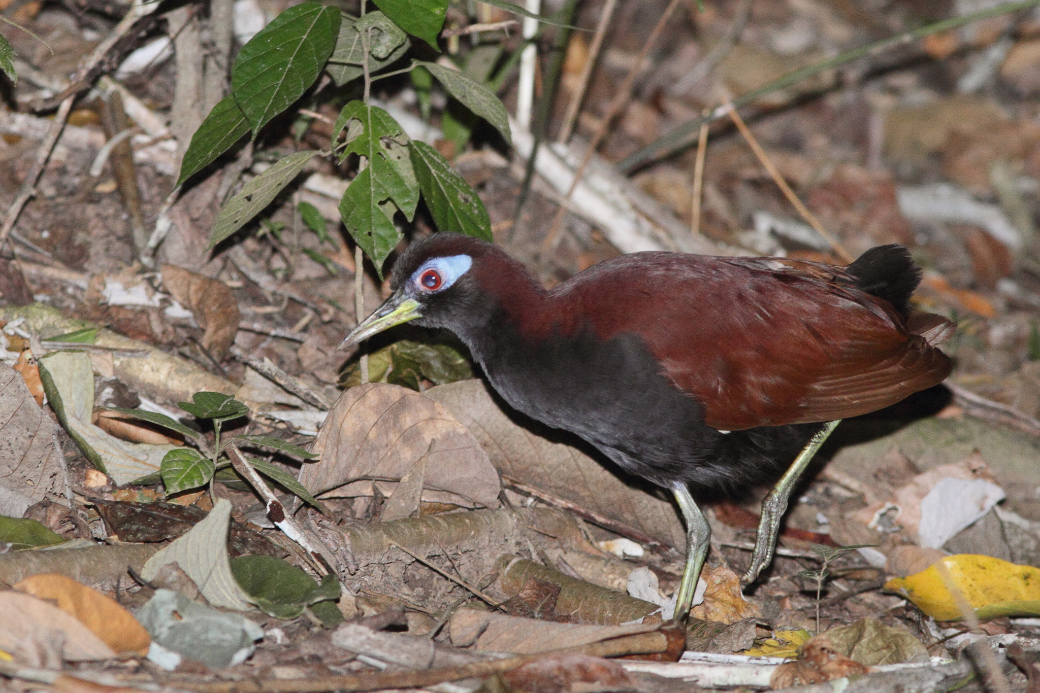 Blue-faced Rail (Gymnocrex rosenbergii), photo 1