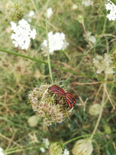 European Striped Shield Bug