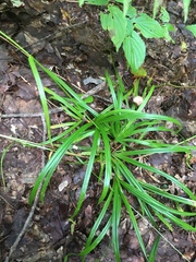 Carex gracillima