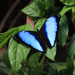 Scarce Morpho - Photo (c) Judy Gallagher, some rights reserved (CC BY-NC), uploaded by Judy Gallagher