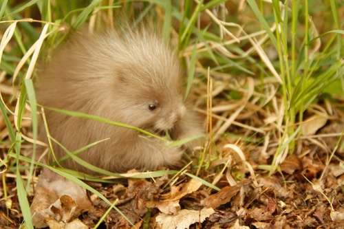 North American Porcupine, photo 10 of 10