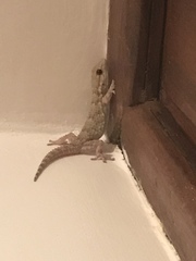 Tarentola mauritanica