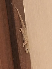 Tarentola mauritanica