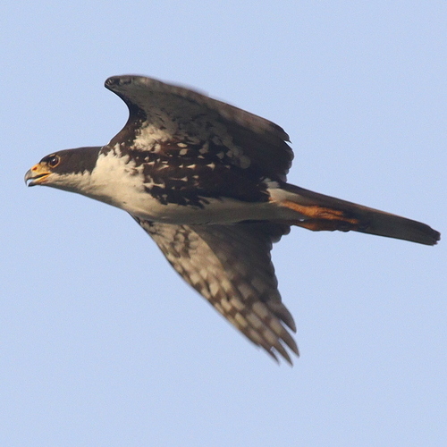 Black Sparrowhawk (Astur melanoleucus), photo 10