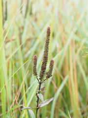 Veronica spuria