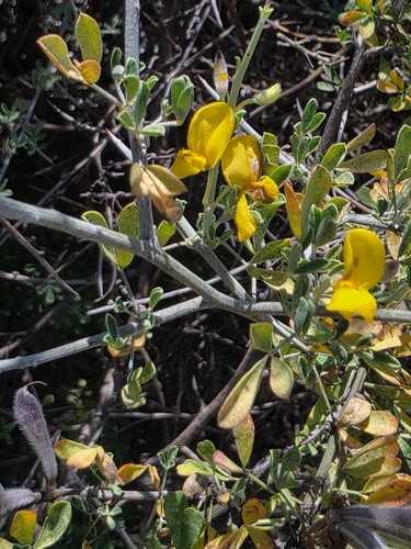Avistamiento Calicotome villosa