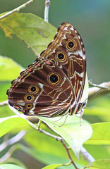 Morpho deidamia