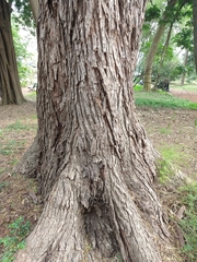 Parapiptadenia rigida