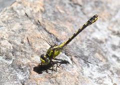 Ophiogomphus mainensis