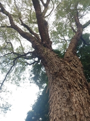 Parapiptadenia rigida