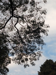 Parapiptadenia rigida