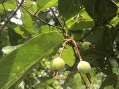 Passiflora sphaerocarpa, photograph John Ocampo, CC BY, iNaturalist via GBIF