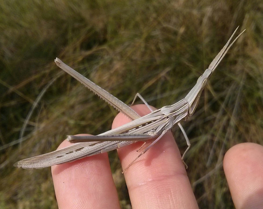 Cone-headed Grasshopper