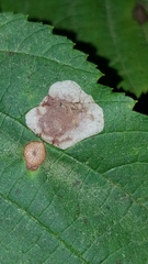 Cameraria corylisella