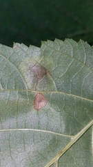 Cameraria corylisella