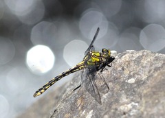 Ophiogomphus