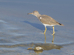 Actitis macularius