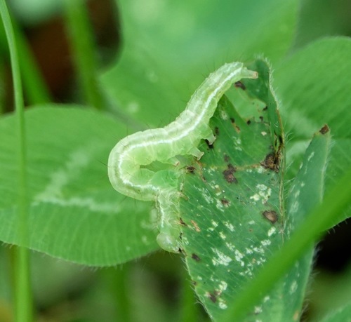 Green Cloverworm Moth, photo 3 of 10