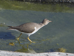 Actitis macularius