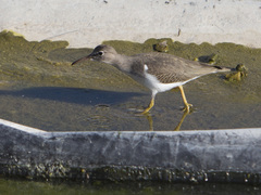 Actitis macularius