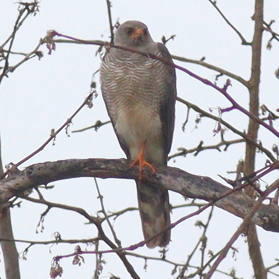 Ovambo Sparrowhawk (Accipiter ovampensis)