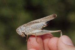 Platycleis intermedia