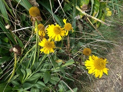 Helenium bolanderi