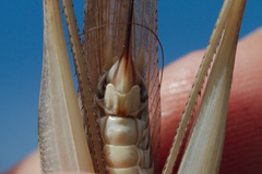 Platycleis intermedia